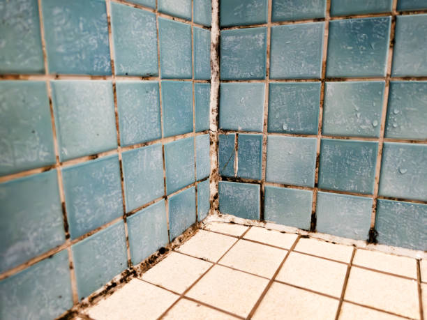Professional Mold Removal in Coram, NY